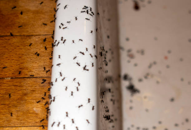 Best Flea Control Services  in North Prairie, WI